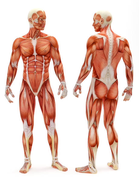 DOULEURS MUSCULAIRES